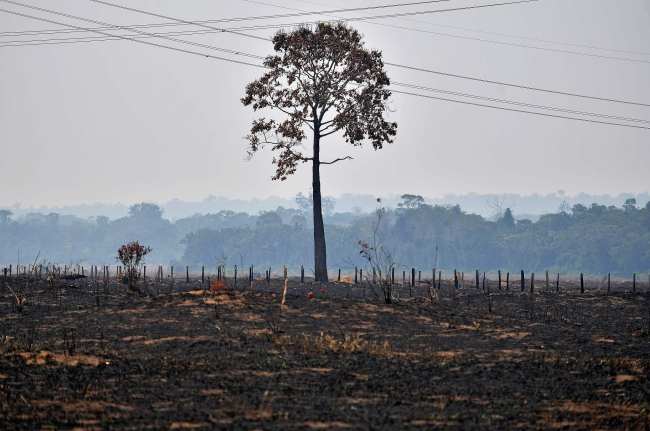 Tokë e djegur pas zjarrit, Amazona(VCG)