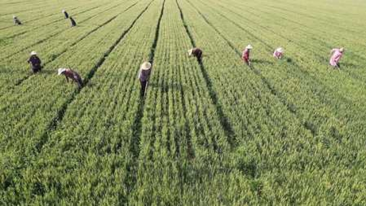Ministerium für Landwirtschaft und ländliche Gebiete: Landwirtschaft und ländliche Wirtschaft in der ersten Hälfte des Jahres in einer stabilen Entwicklung - Vimarsana News