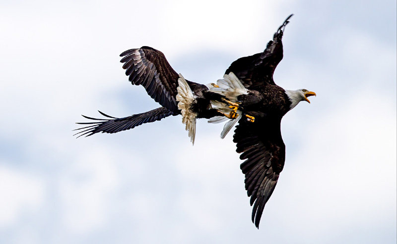 Kraftprobe In Der Luft Weisskopfseeadler Kampfen Gegeneinander