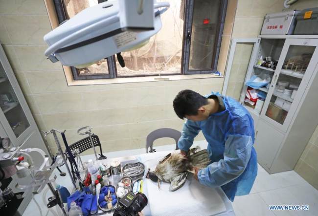 Ένας εθελοντής ελέγχει την κατάσταση ενός τραυματισμένου αρπακτικού στο Κέντρο Διάσωσης Αρπαχτικών στο Σενγιάνγκ, βορειοανατολική επαρχία Λιαονίνγκ, στις 14 Μαρτίου 2021.
