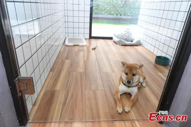 Η φωτογραφία δείχνει ένα σκύλο σε ένα ειδικό δωμάτιο με θέα, 19 Ιουλίου 2021. (Φωτογραφία / Yang Huafeng)