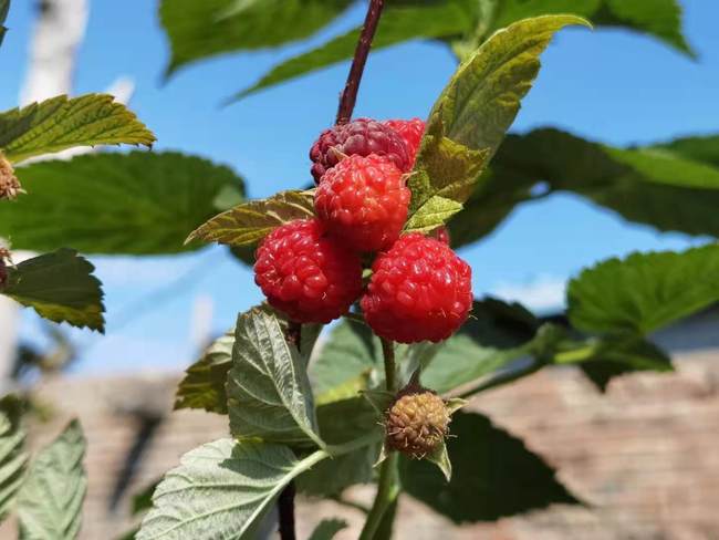 Greul a trecut. Povestea unei familii de fermieri din Usu