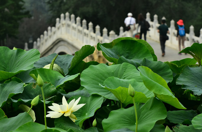 Lotușii înfloresc la Palatul Vechi de Vară
