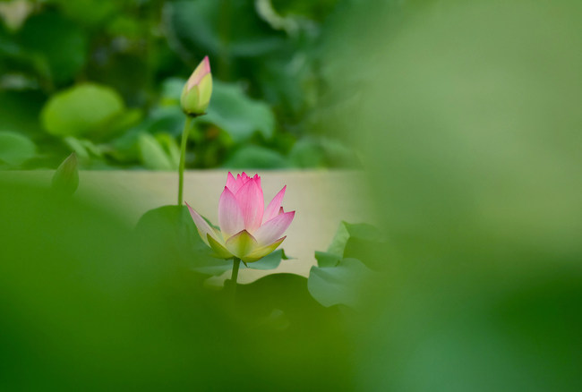 Lotușii înfloresc la Palatul Vechi de Vară