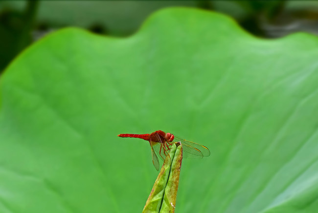 Lotușii înfloresc la Palatul Vechi de Vară