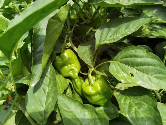 Siguranța zilei de mâine și armonia în viață aduc fericirea. Povestea unei familii de fermieri din Usu